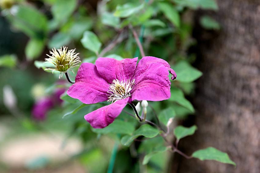 Ivy flowers