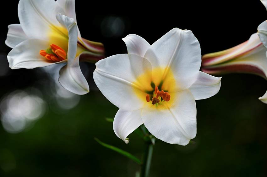 White Lillies