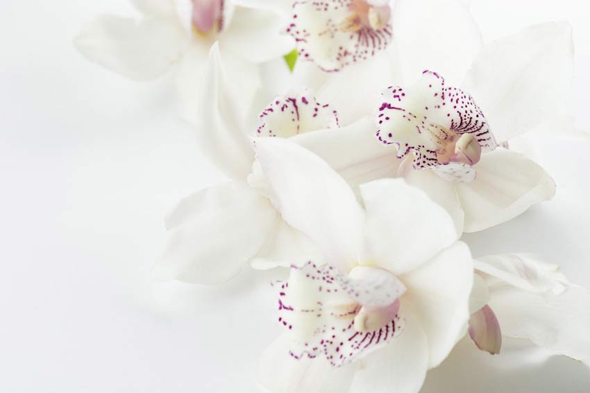 White Orchids