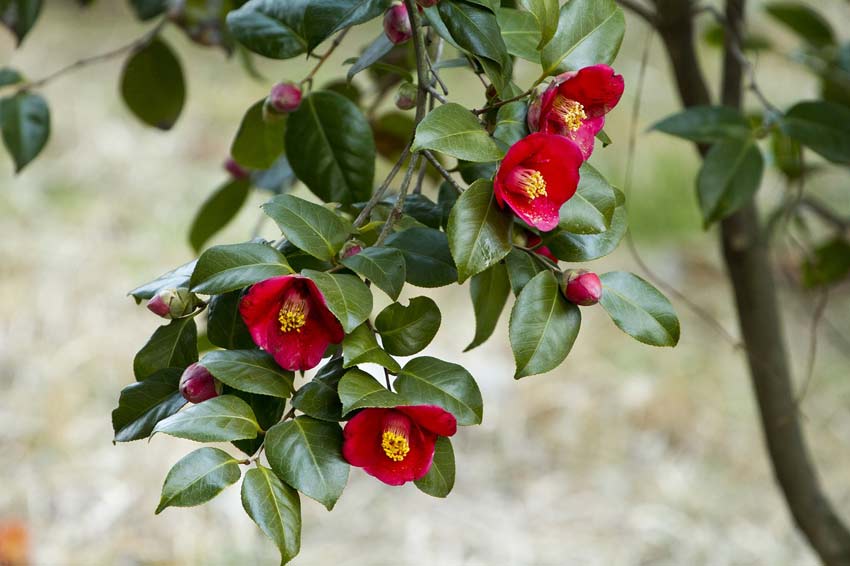 Camellias