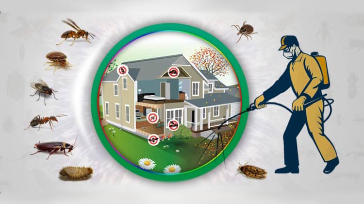 How to make your home from pest control?