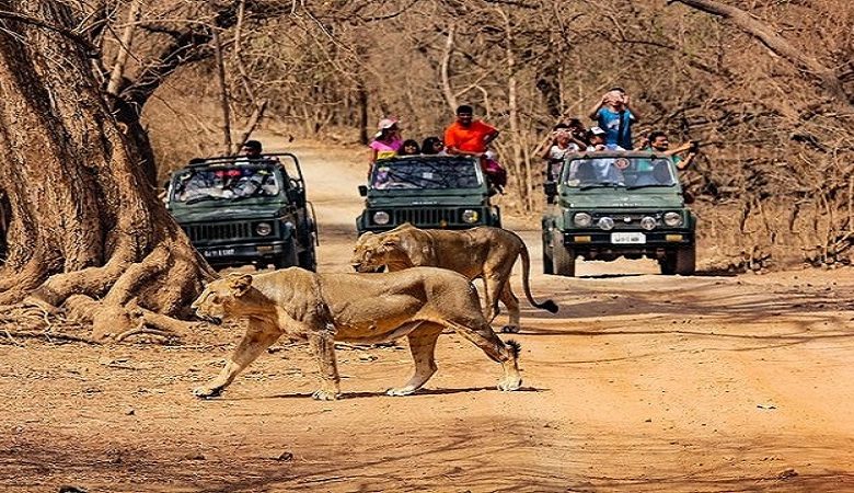 gir national park