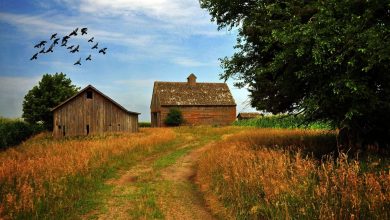 A serene countryside landscape with rolling rural places, a small farmhouse, and a winding dirt road